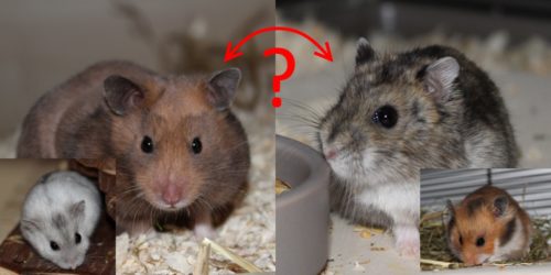 Welcher Hamster passt zu mir?