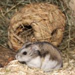 Zwerghamster vor Grasnest