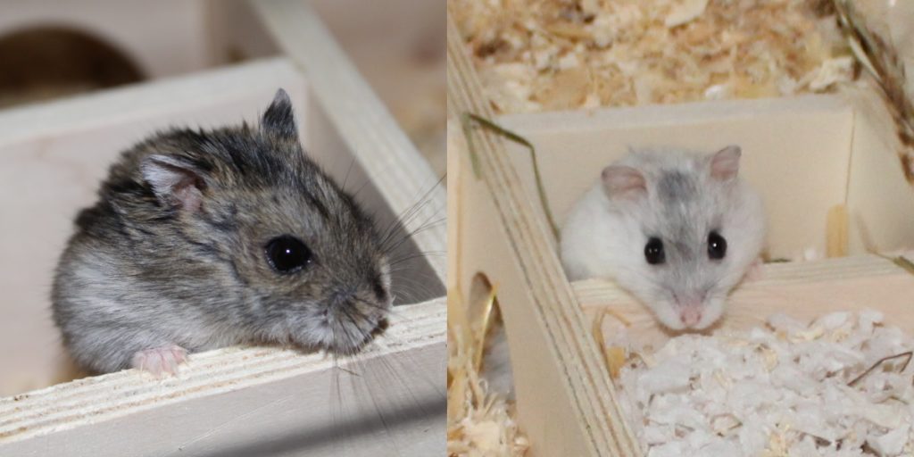 Wie Teuer Ist Ein Hamster Wie viel kostet ein Hamster? ⇒ Kostenaufstellung: Hamster und Zubehör