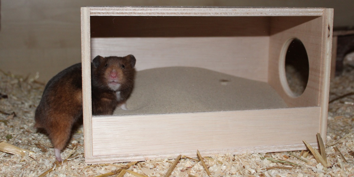 Fanshiontide Hamster Sandbad Kleine Haustier Badewanne Sandbad Toilettenbehälter | Hamsterkäfig mit 1 Schaufel und 2 Haustier Molar Stein für Syrische Fanshiontide Hamster Sandbad Kleine Haustier Badewanne Sandbad Toilettenbehälter | Hamsterkäfig mit 1 Schaufel und 2 Haustier Molar Stein für Syrische