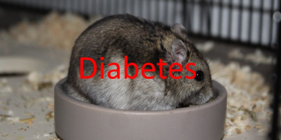 Diabetes beim Hamster