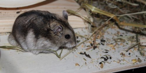 Hamster Durchfall - Ursachen und Behandlung