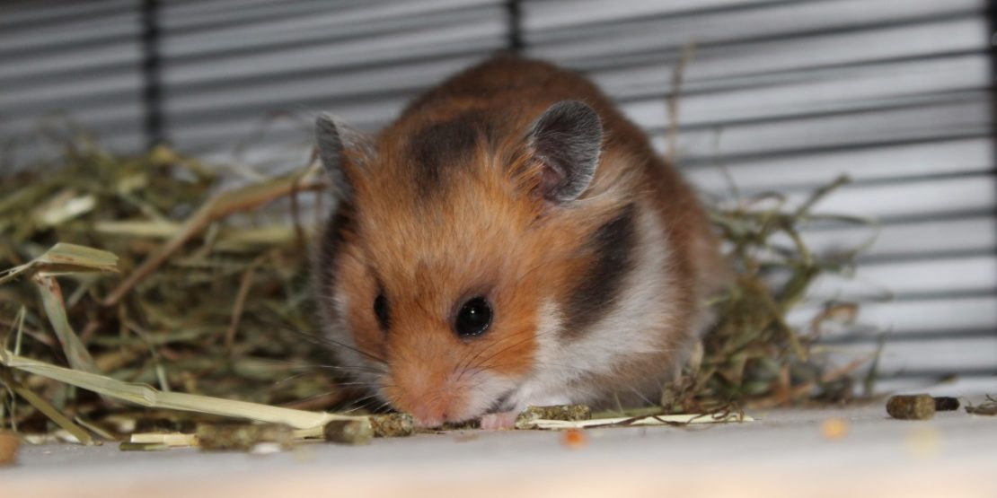 Futter für die Hamstermutter