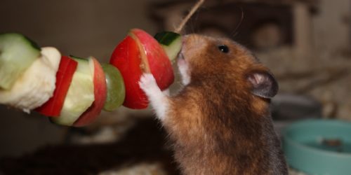 Leckeres Futter auf Schnur aufgefädelt