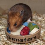 Zubehör rund um das Hamsterfutter