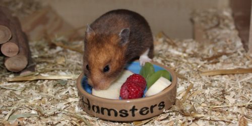Zubehör rund um das Hamsterfutter