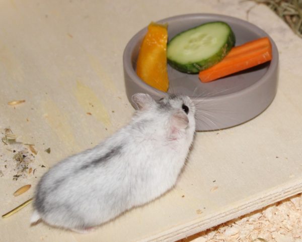 Hamsterfutter selber mischen ⇒ Günstig und gesund mit diesen Tipps - Gemuese Zwerghamsterfutter 600x482