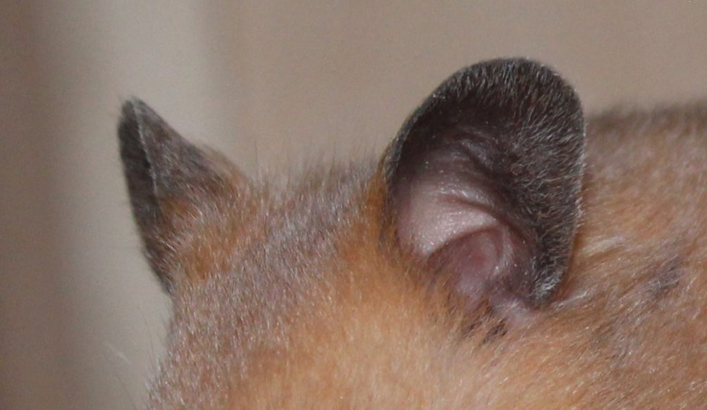 Gesunde Ohren beim Hamster