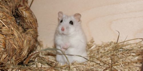 Der Gesundheitscheck beim Hamster