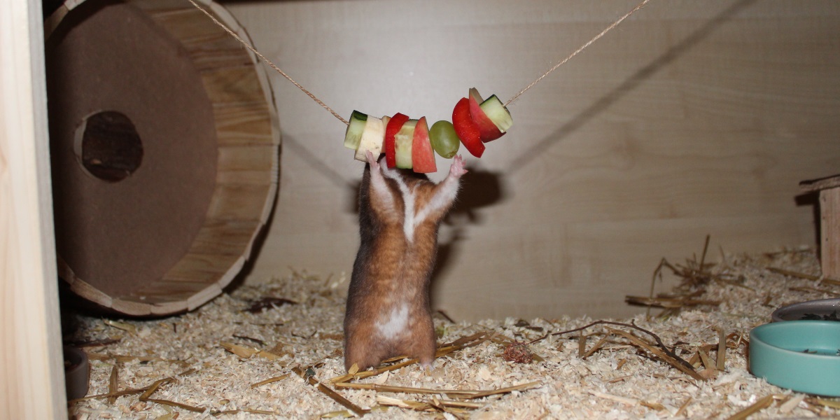 Was Braucht Ein Hamster Im Käfig Die Einstreu im Hamsterkäfig - Tipp vom Profi: Heu und Streu in Schichten