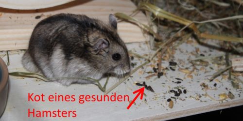 Durchfall beim Hamster