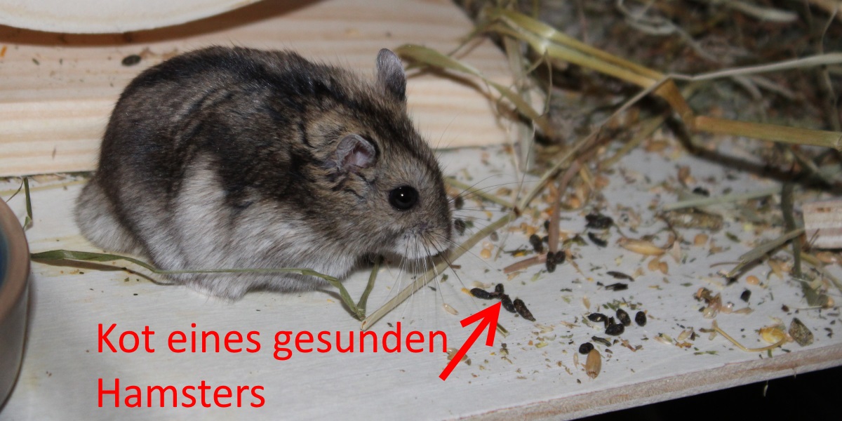 Hamster Kann Nicht Mehr Richtig Laufen Durchfall: Was kann man tun wenn der Hamster Durchfall hat?