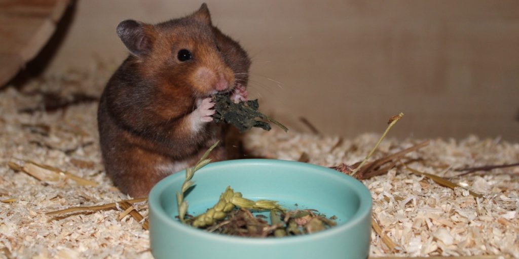 Kräuter als wichtiger Bestandteil der Hamster Ernährung