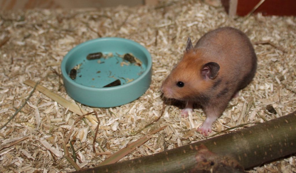 Hamster hat Hunger