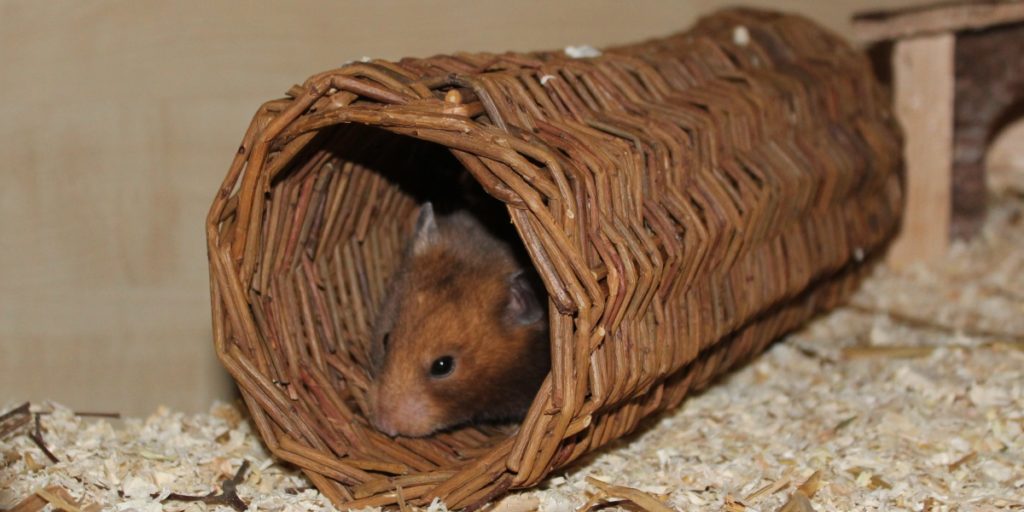 Goldhamster im Weidentunnel