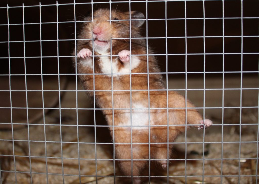 Hamster klettert an dem Gitter