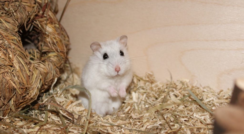 Hamster möchte Aufmerksamkeit erregen