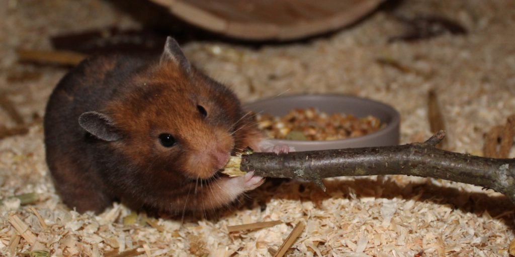 Hamster nagt an Ast