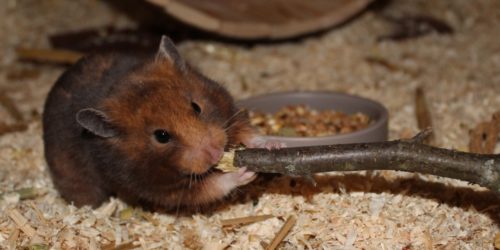 Hamster nagt an Ast