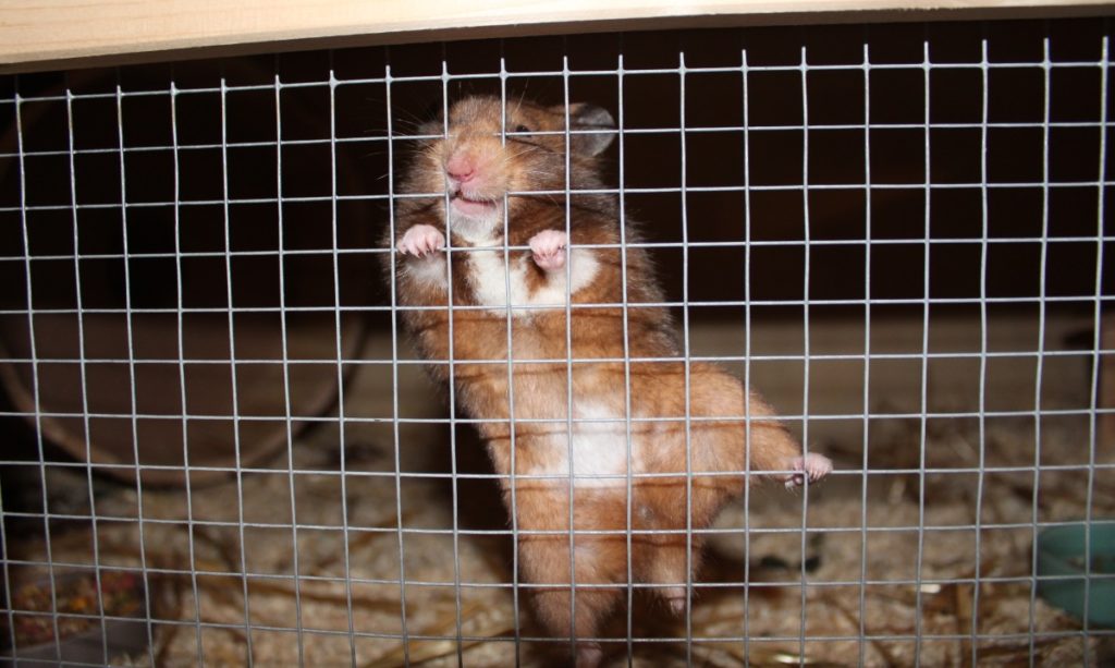 Hamster nagt am Gitter