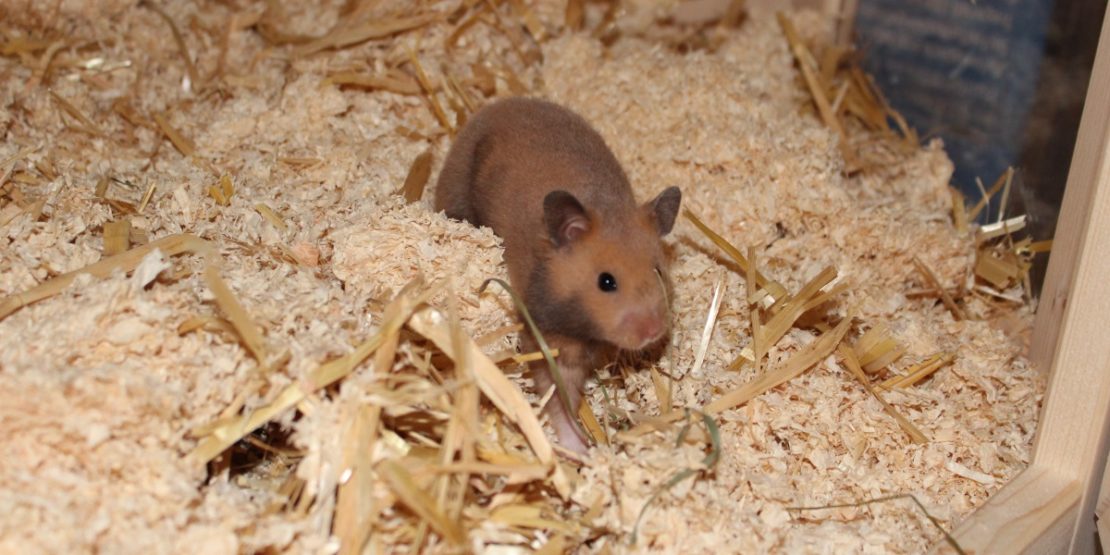 Goldhamster beim Nestbau