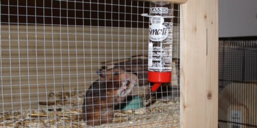 Die Hamster Trinkflasche