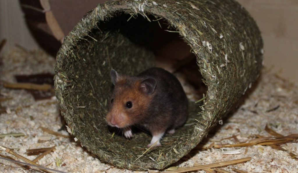 Hamster im Tunnel aus Heu