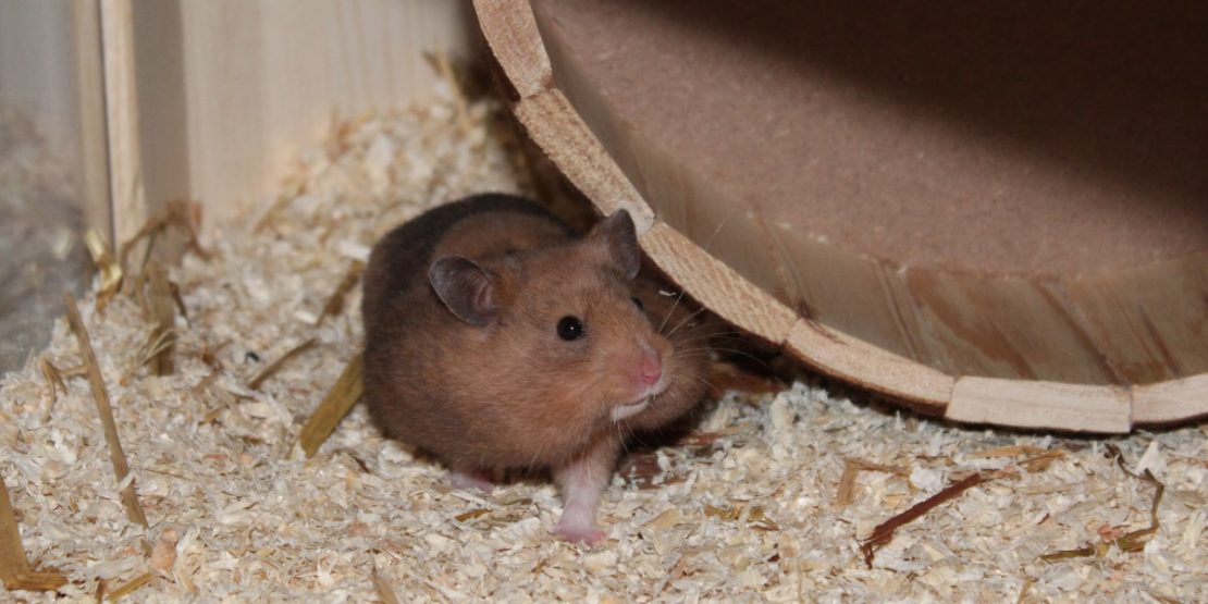 Verhalten des Hamsters