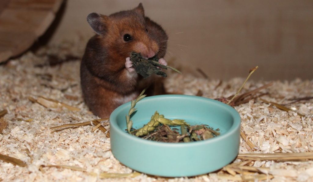 Hamsterfutter für den Goldhamster kaufen