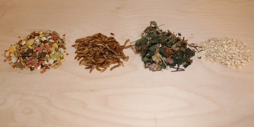 Was Dürfen Hamster Nicht Fressen Verbotenes Hamsterfutter - Diese 13 Dinge darf der Hamster nicht fressen