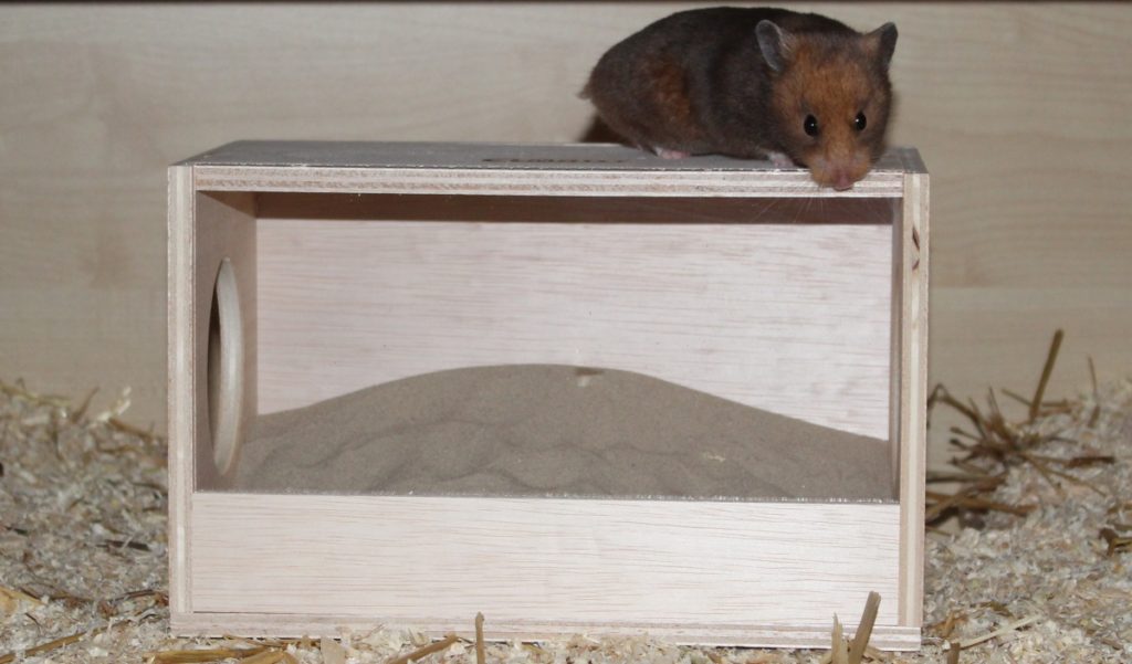 Hamster auf dem Dach seines Sandbades