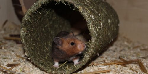 Der Heutunnel für den Hamster