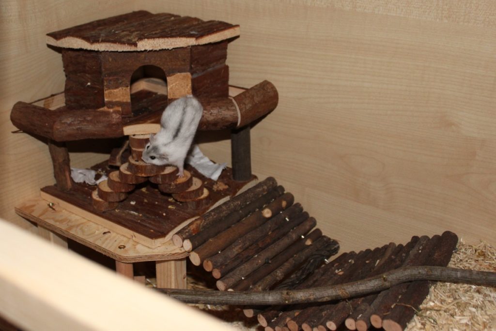 Klettermöglichkeiten im Hamsterkäfig