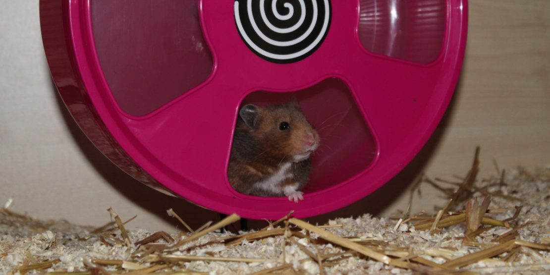 Kunststoff Laufrad für den Hamster