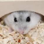 Nachwuchs beim Hamster