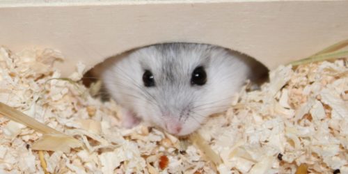 Nachwuchs beim Hamster