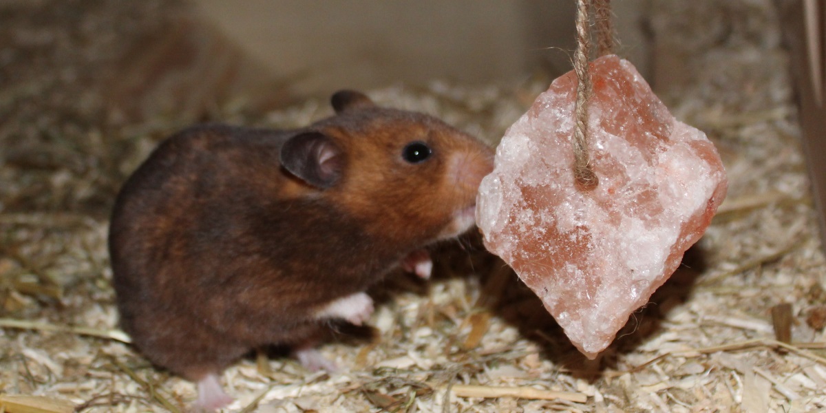 Was Dürfen Hamster Nicht Fressen Verbotenes Hamsterfutter - Diese 13 Dinge darf der Hamster nicht fressen