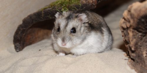 Sandbad für den Hamster