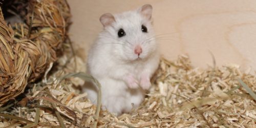 Verhalten des Hamsters deuten