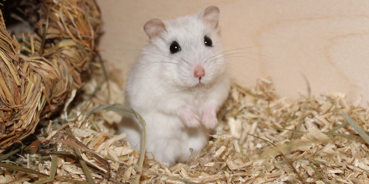 Welche Zwerghamster kann man zusammenhalten - Verhalten Hamster