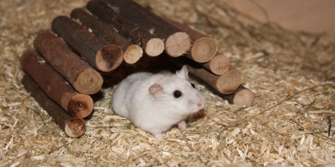 Weidenbrücke für den Hamster
