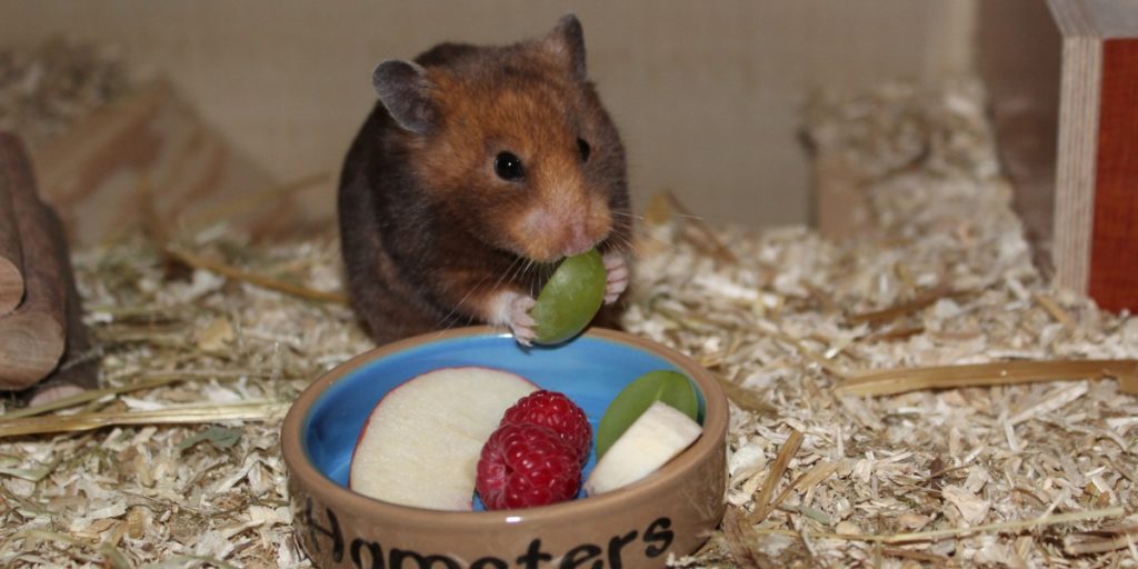 Wenig Obst in der Ernährung des Hamsters