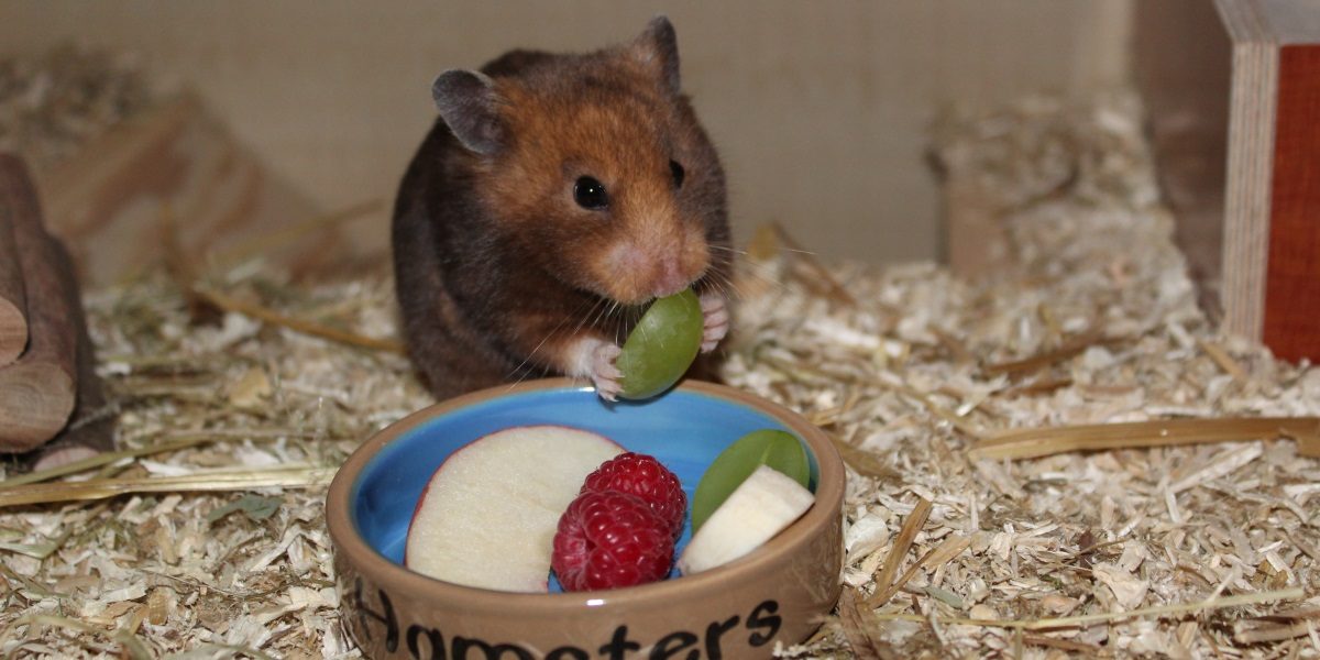 Wenig Obst in der Ernährung des Hamsters