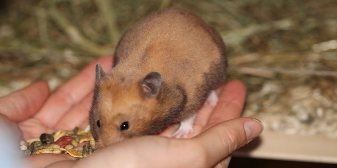 Die Zähmung des Hamsters