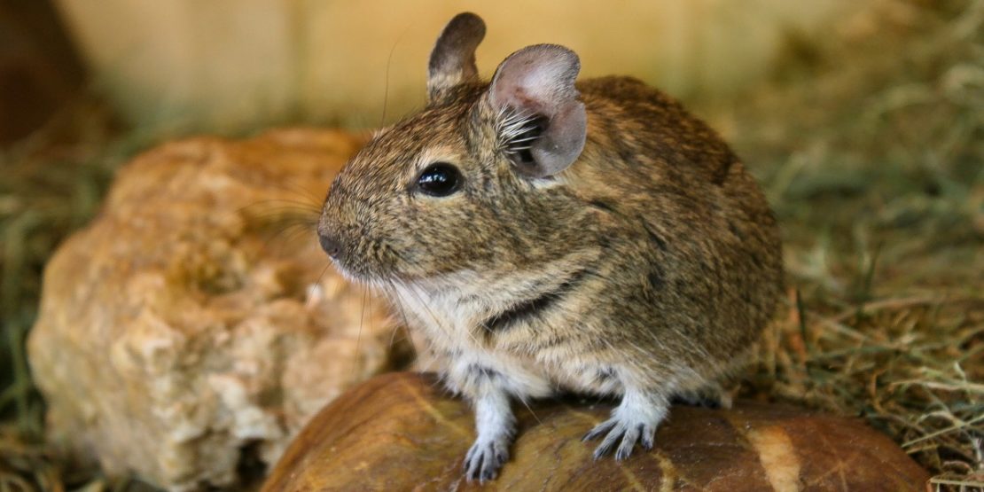 Der Degu als Haustier