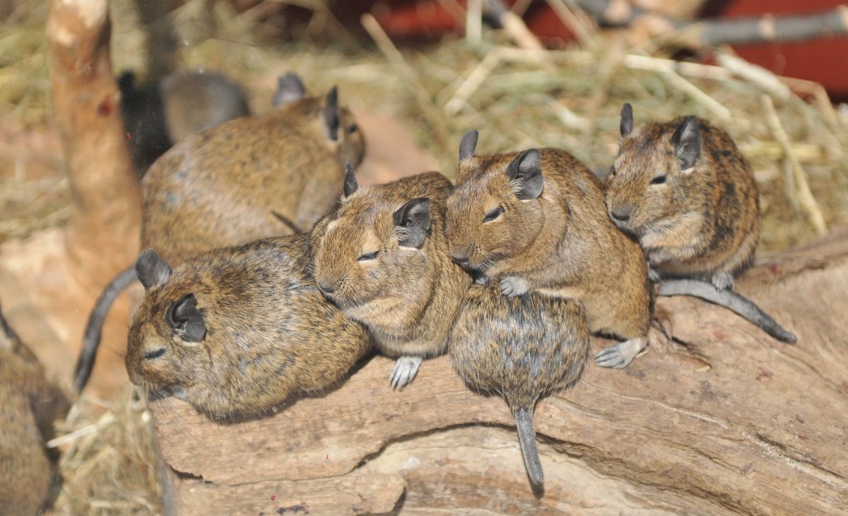 Degu Gruppe beim Kuscheln