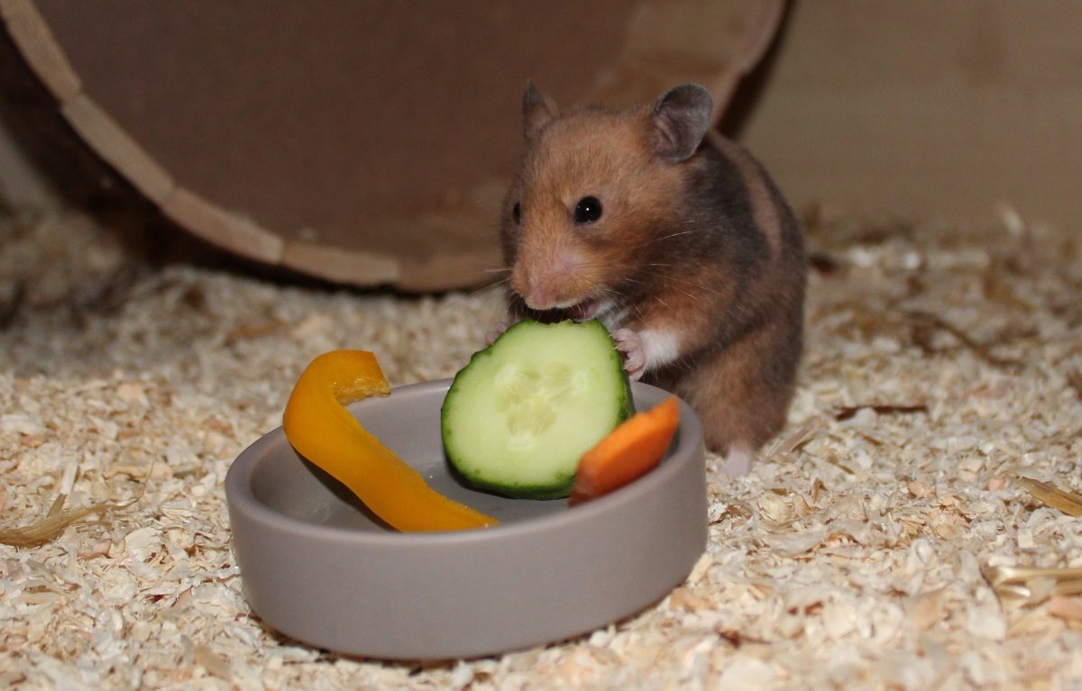 Gesundes Hamsterfutter