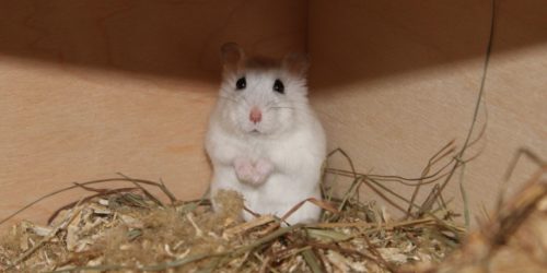 Kranken Hamster päppeln