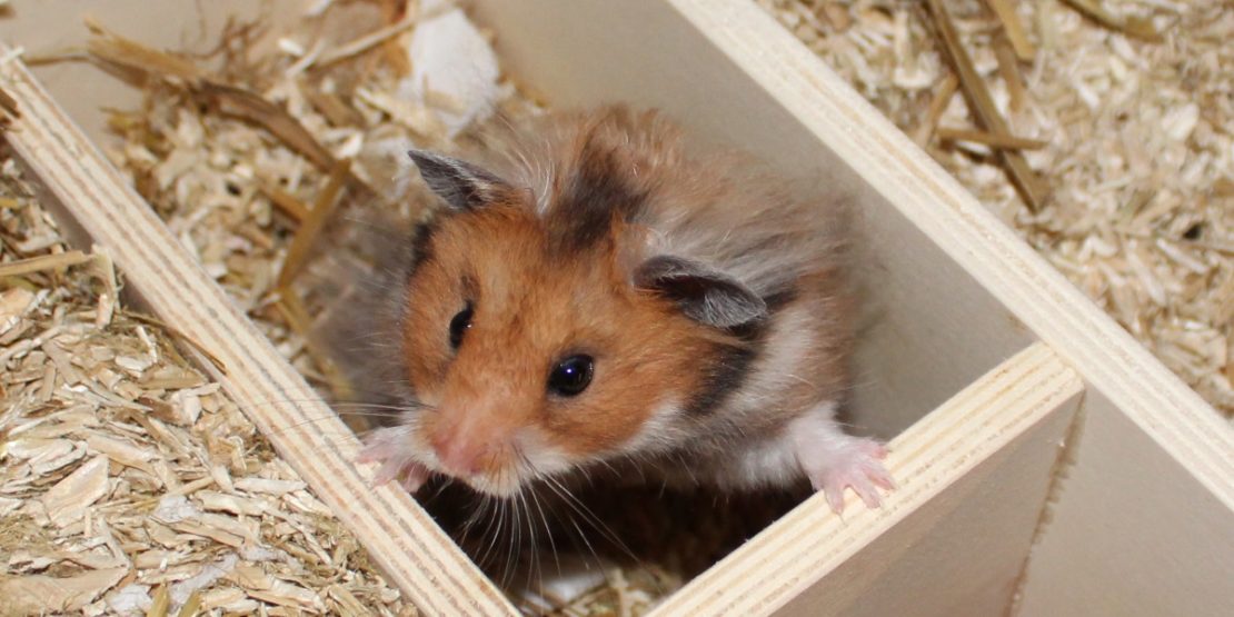 Struppiges Fell beim Hamster