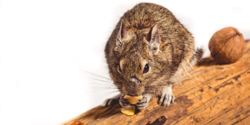 Gesundes Degu Futter